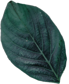 Leaf